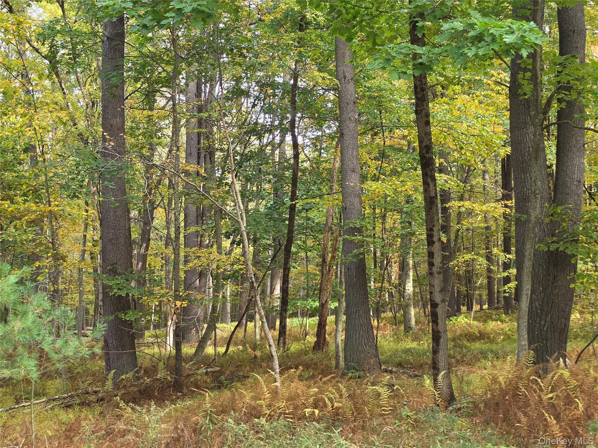 TBD Evergreen Lane thumbnail 30