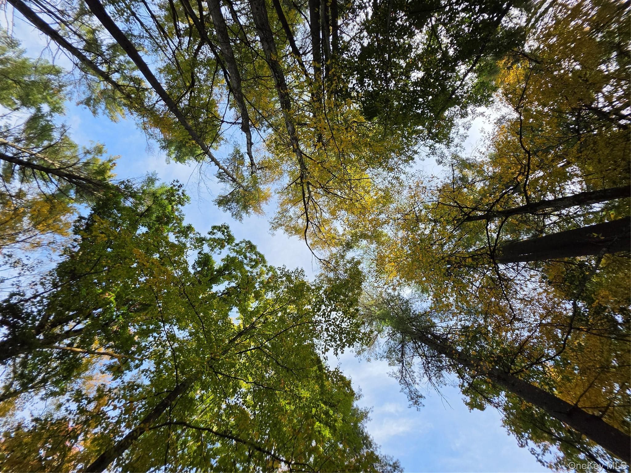 TBD Evergreen Lane thumbnail 14