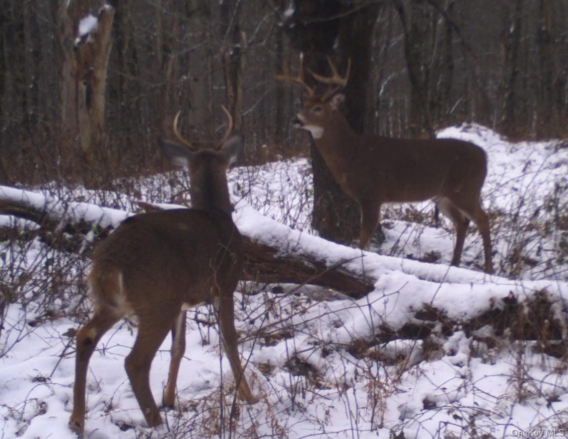 Gregory Hollow Road thumbnail 14