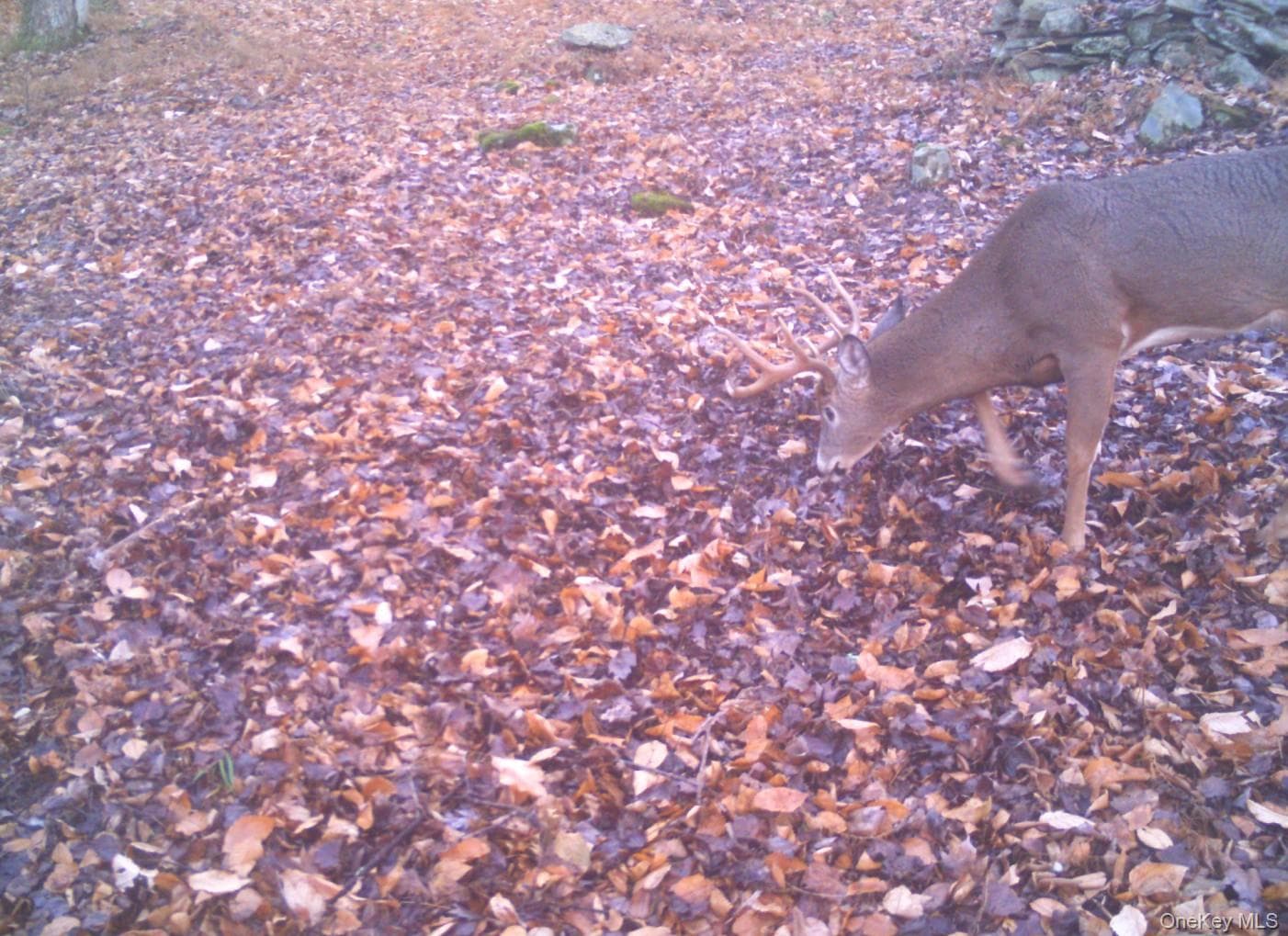 Gregory Hollow Road thumbnail 11