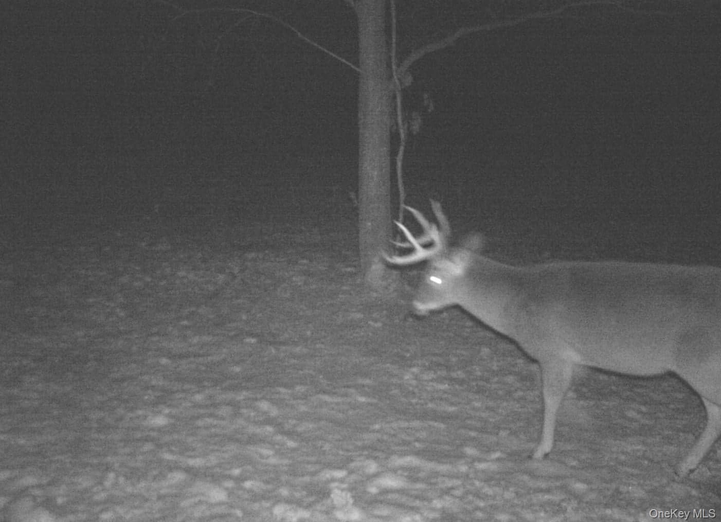 Gregory Hollow Road thumbnail 12