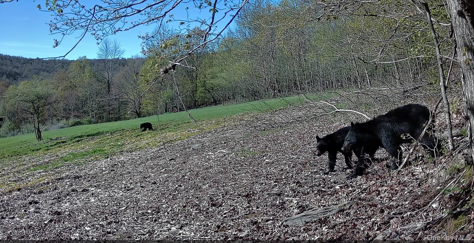 Gregory Hollow Road thumbnail 10