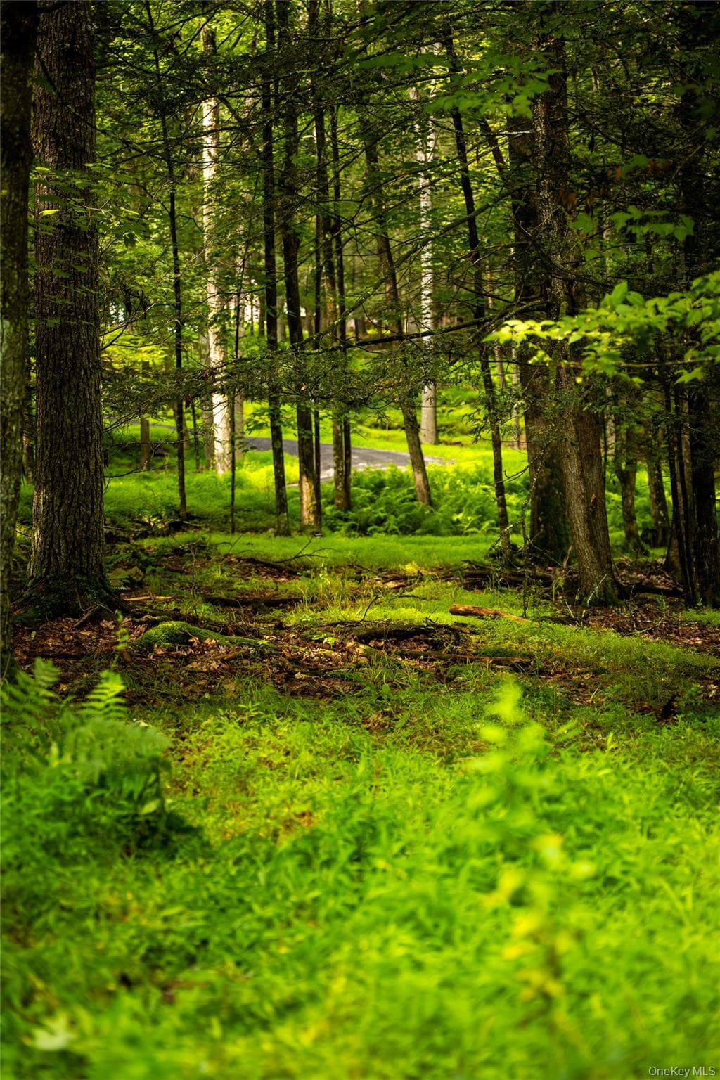 Dewitt Road thumbnail 7