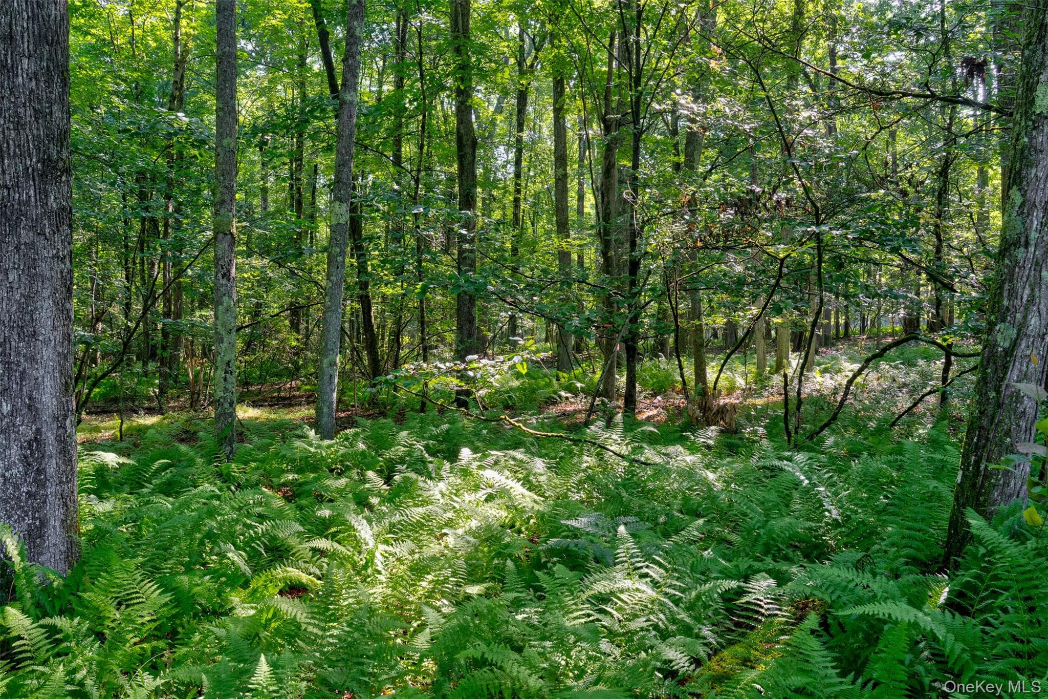 Lot 23 Perry Pond Road thumbnail 8