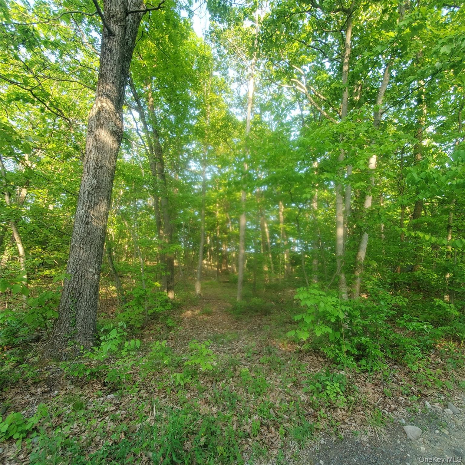 15 Rose Hill Road thumbnail 4