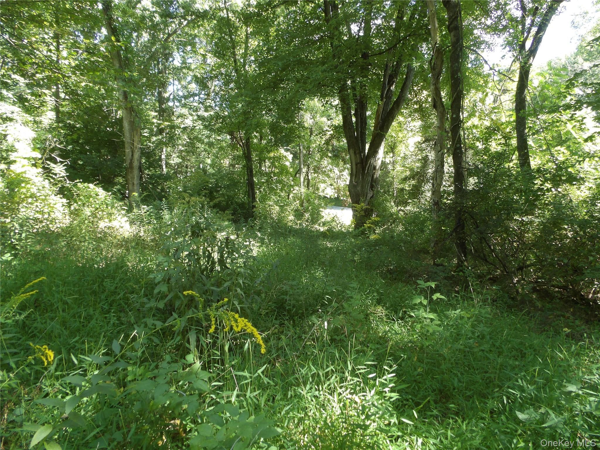 24 Hill Lane thumbnail 4