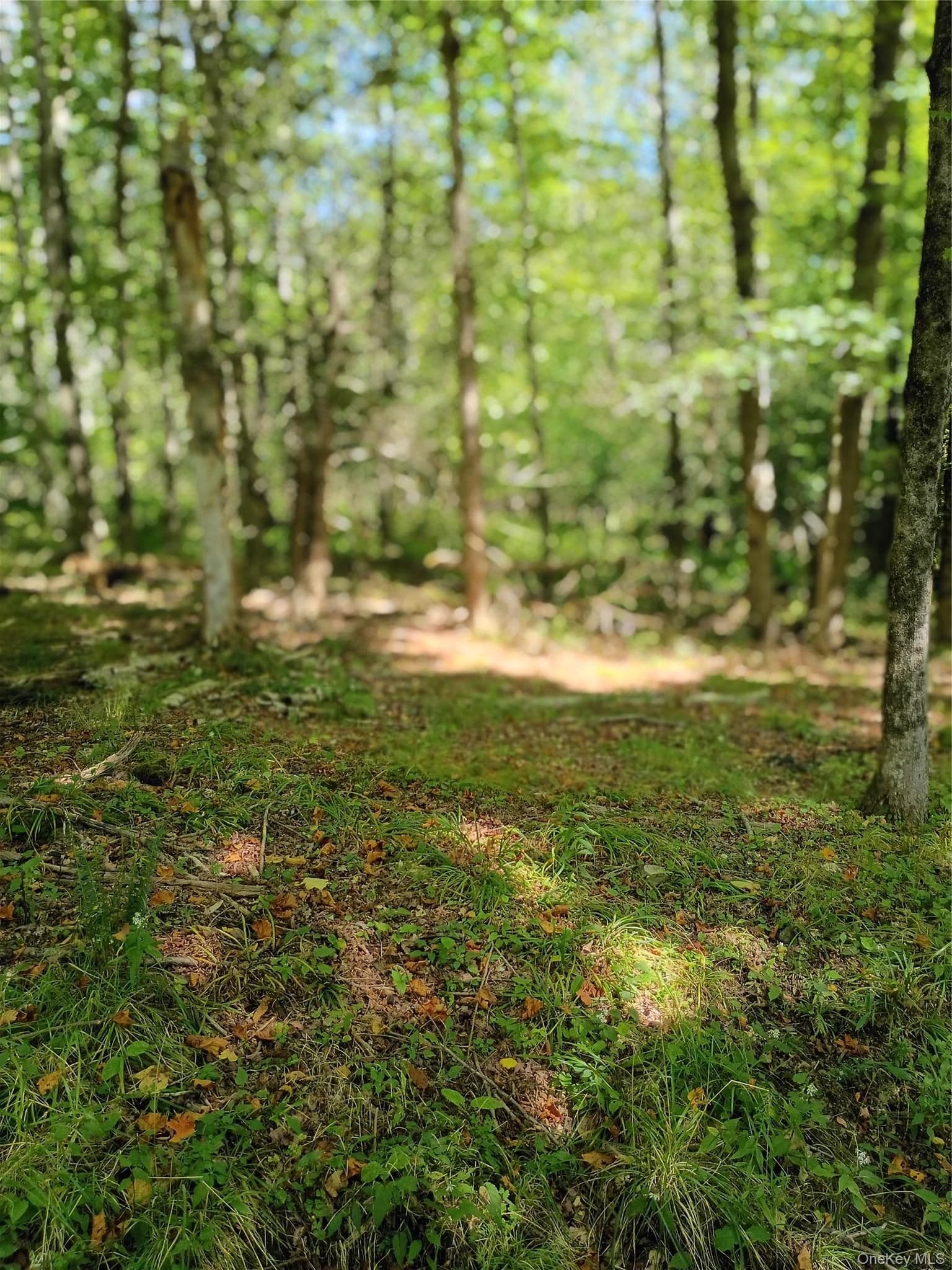 Old Loomis Road thumbnail 12