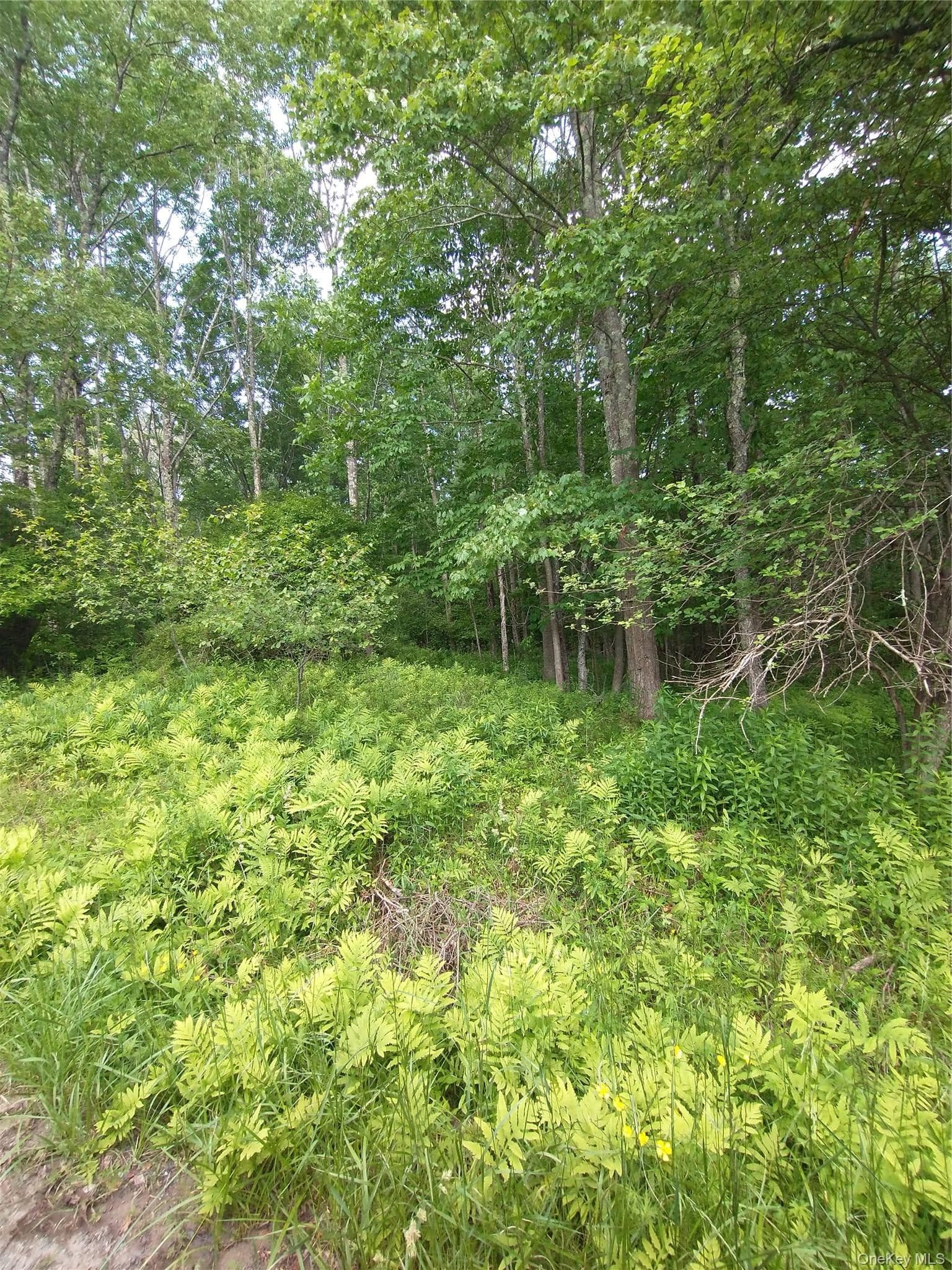 Old Loomis Road thumbnail 4