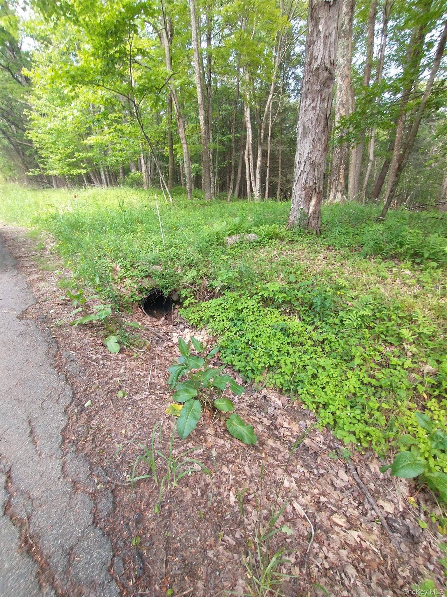 Old Loomis Road thumbnail 3