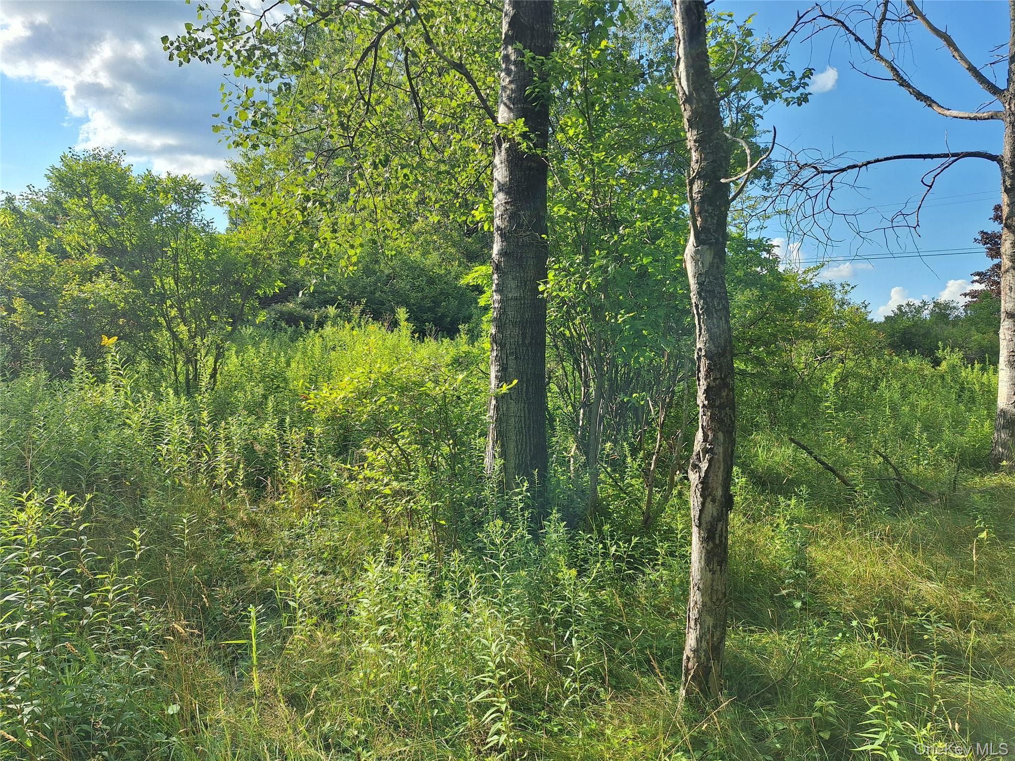 Burnt Ridge Road thumbnail 11
