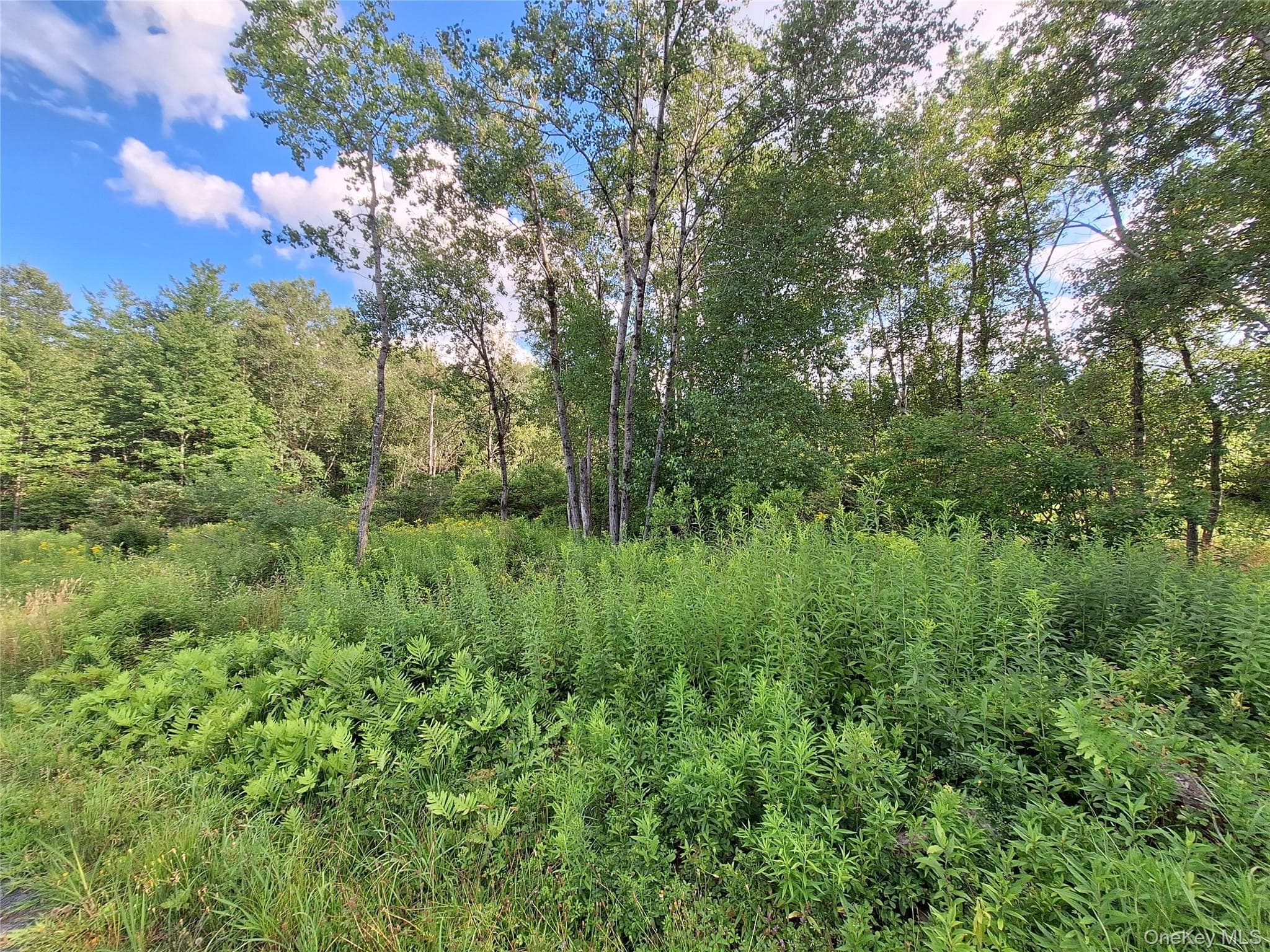 Burnt Ridge Road thumbnail 29