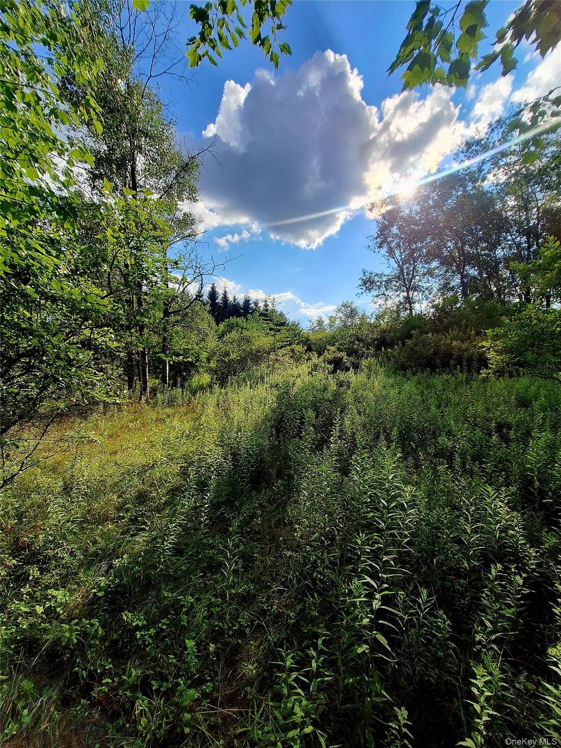 Burnt Ridge Road thumbnail 8