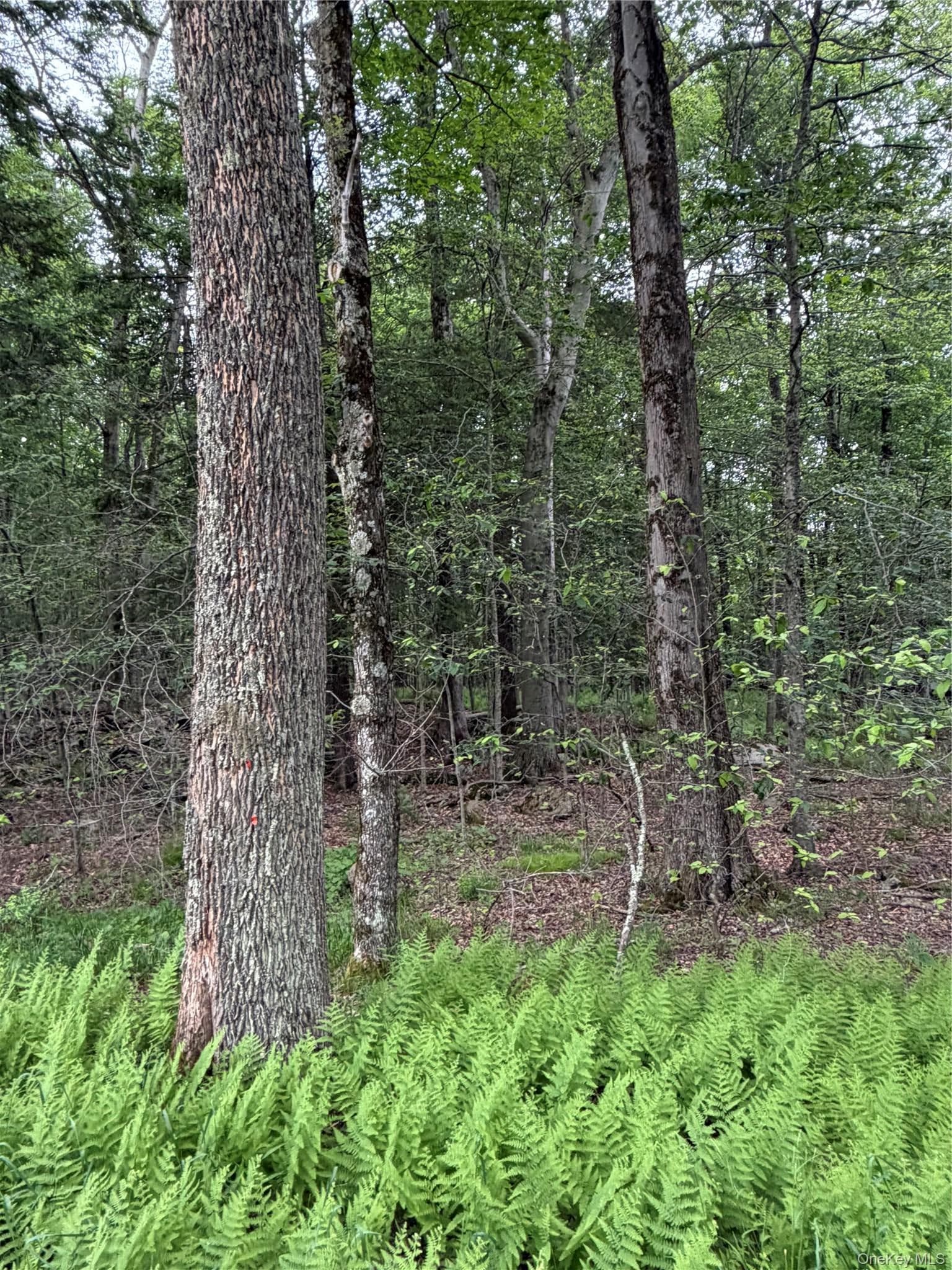 651 Creamery Road thumbnail 10