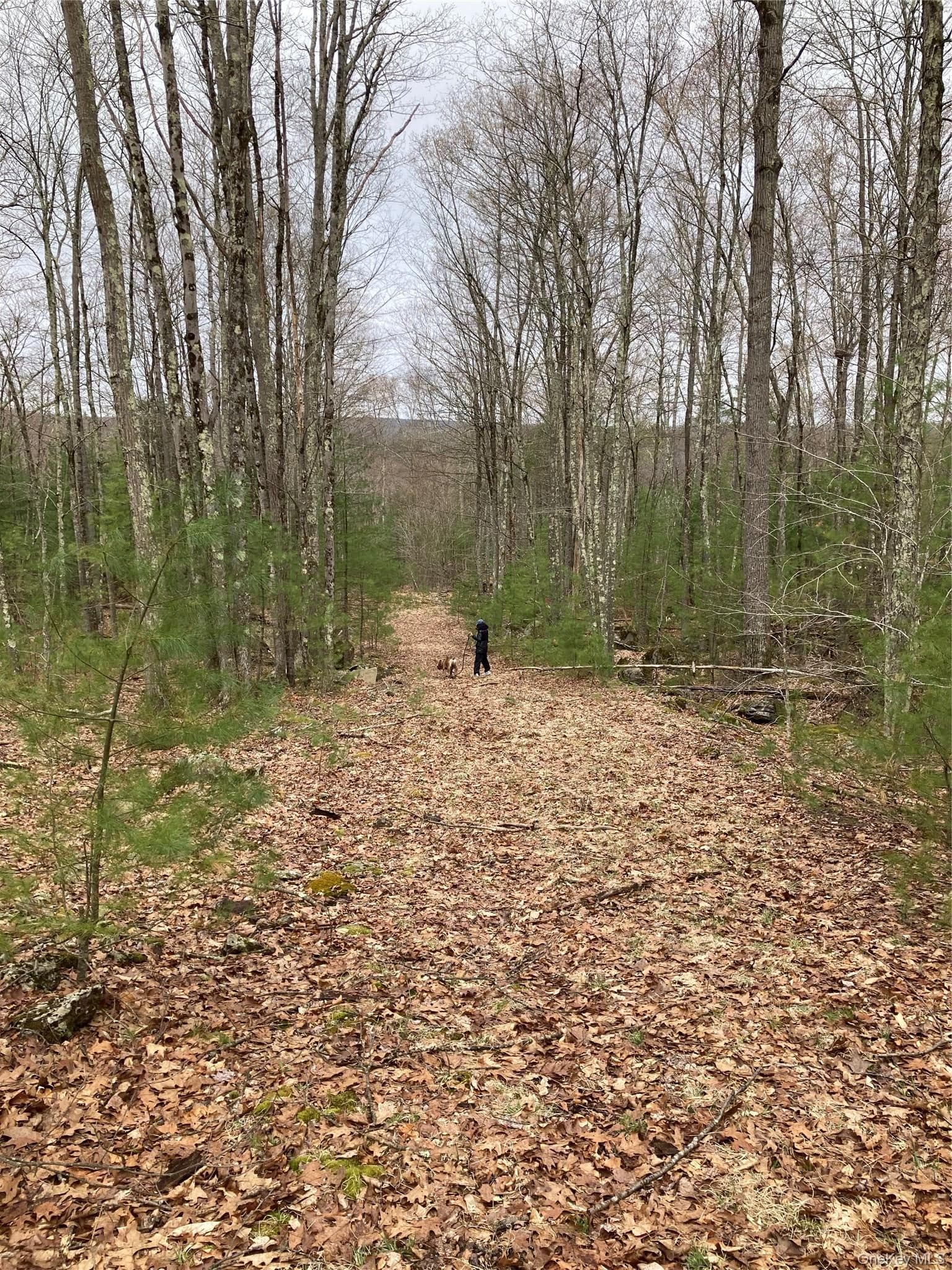 Plank Road Forestburg New York thumbnail 8