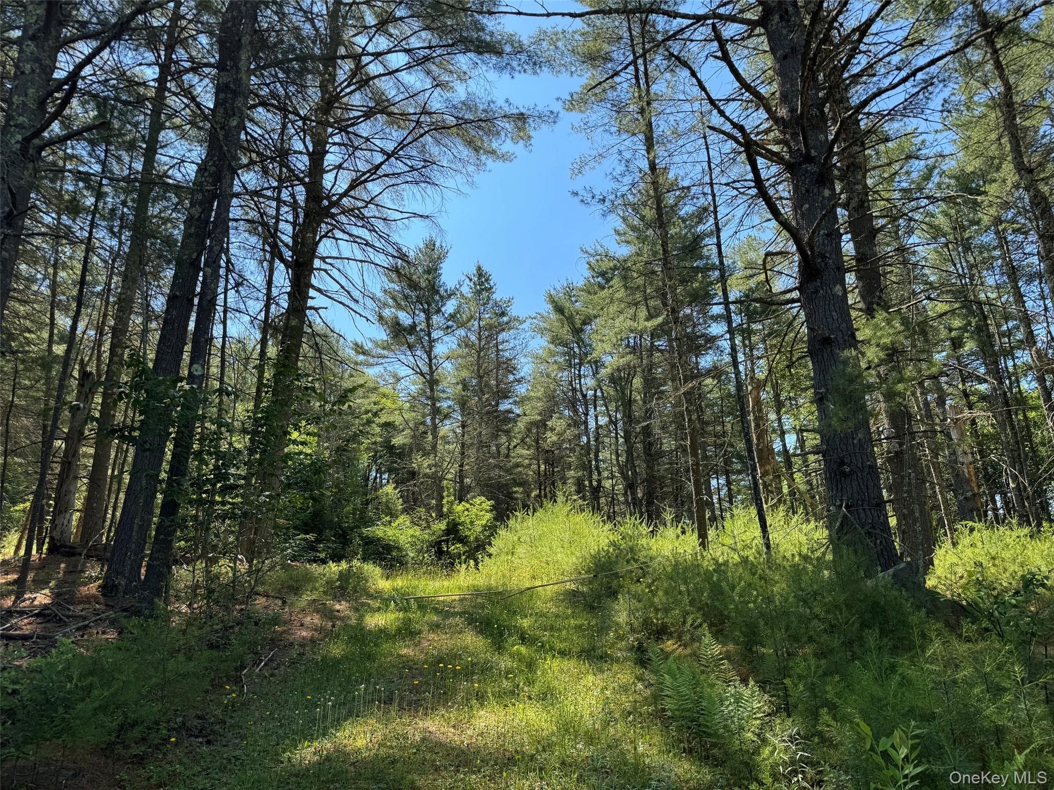 1315 Sackett Lake Rd RD, Forestburgh
