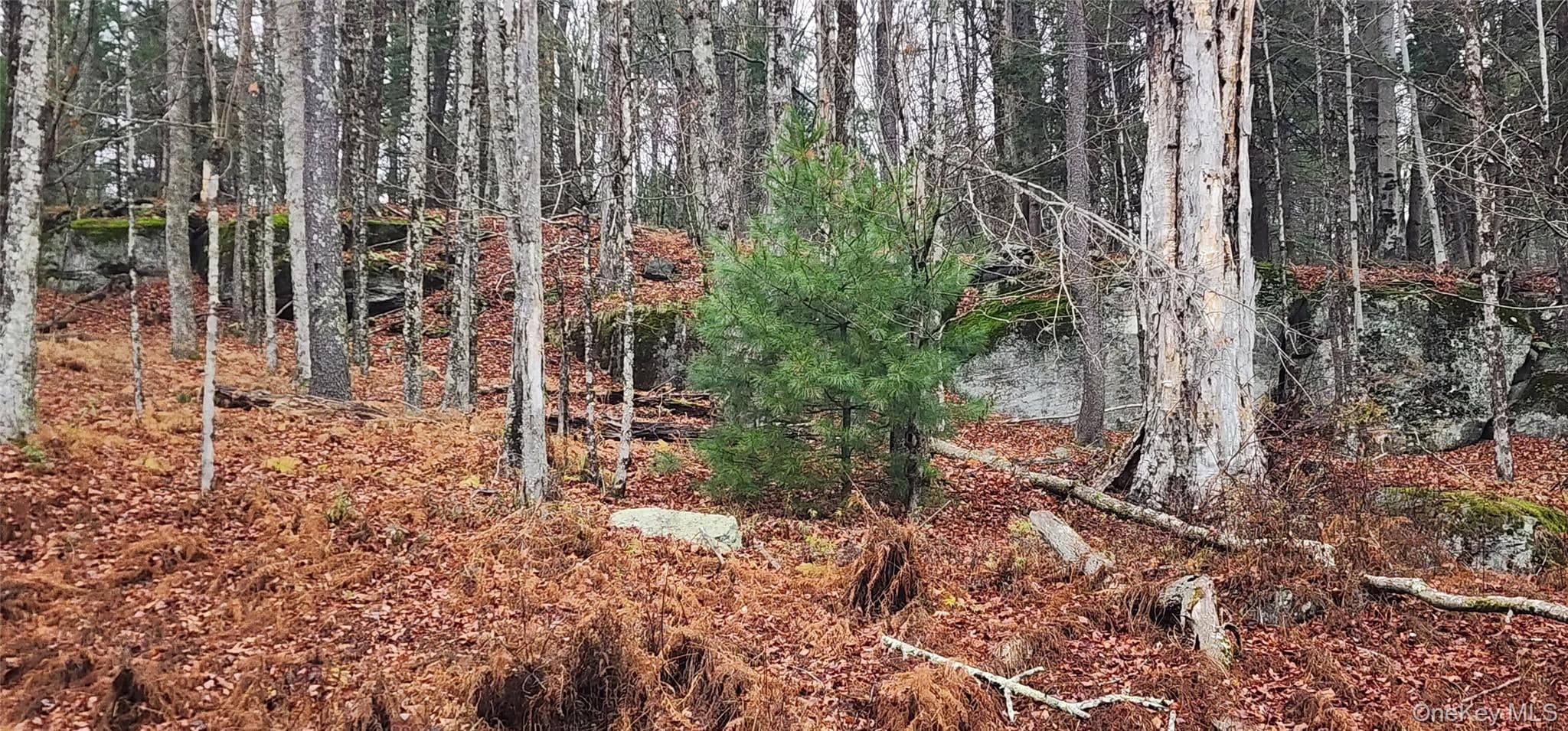 Thompson Road thumbnail 9