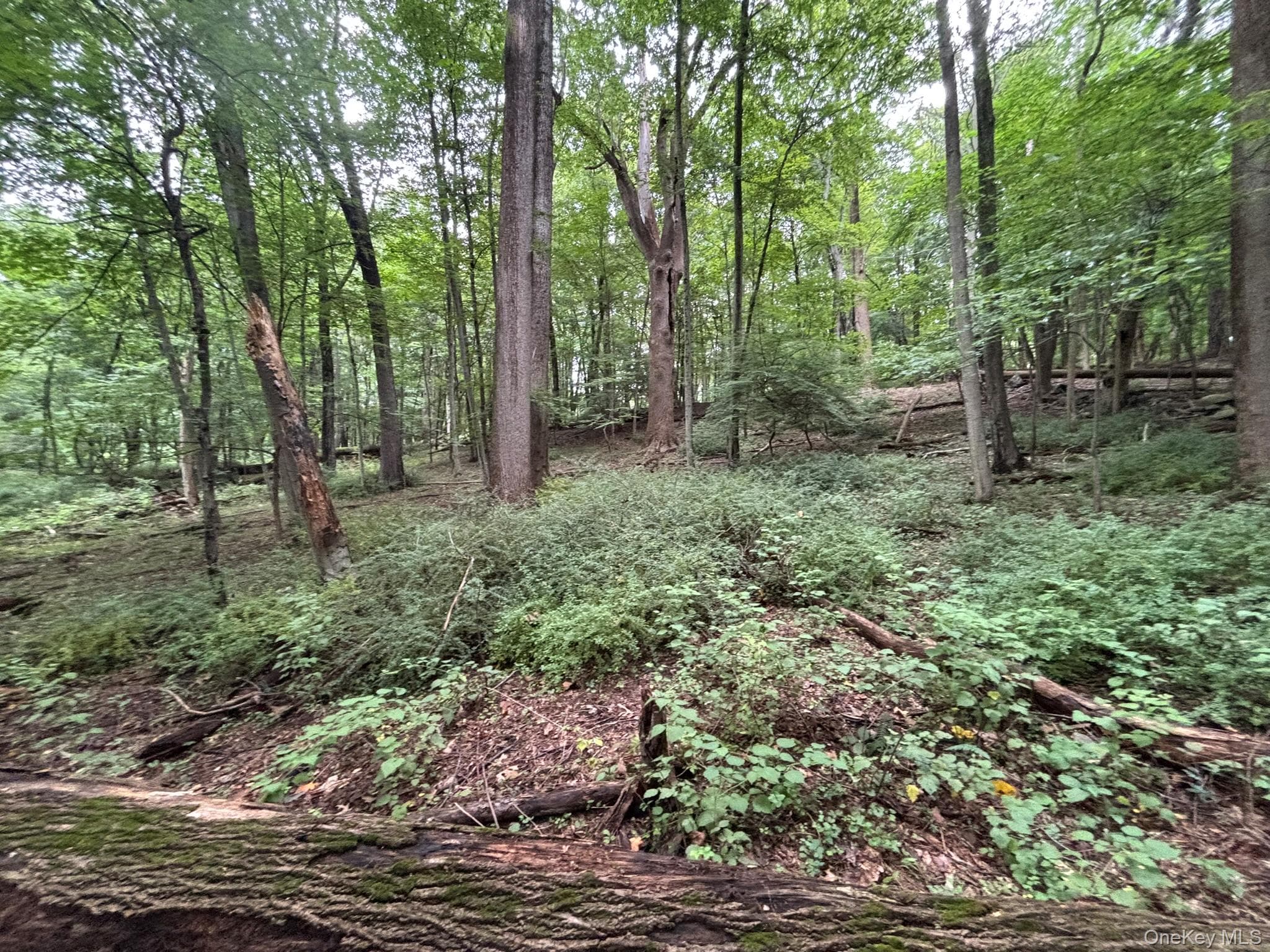 163 Green Lane thumbnail 5
