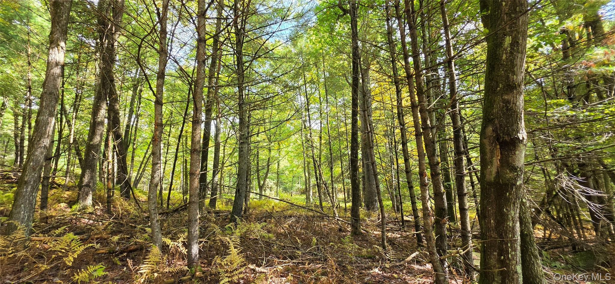Lot 6.17 State Rt 97 thumbnail 3