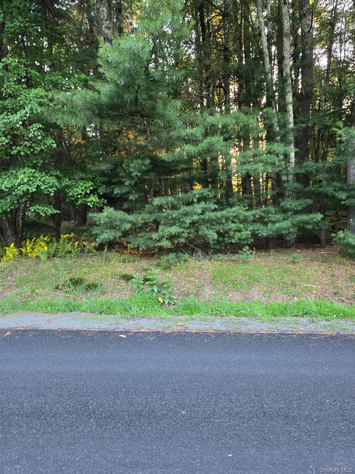 Horseshoe Lake Road thumbnail 3