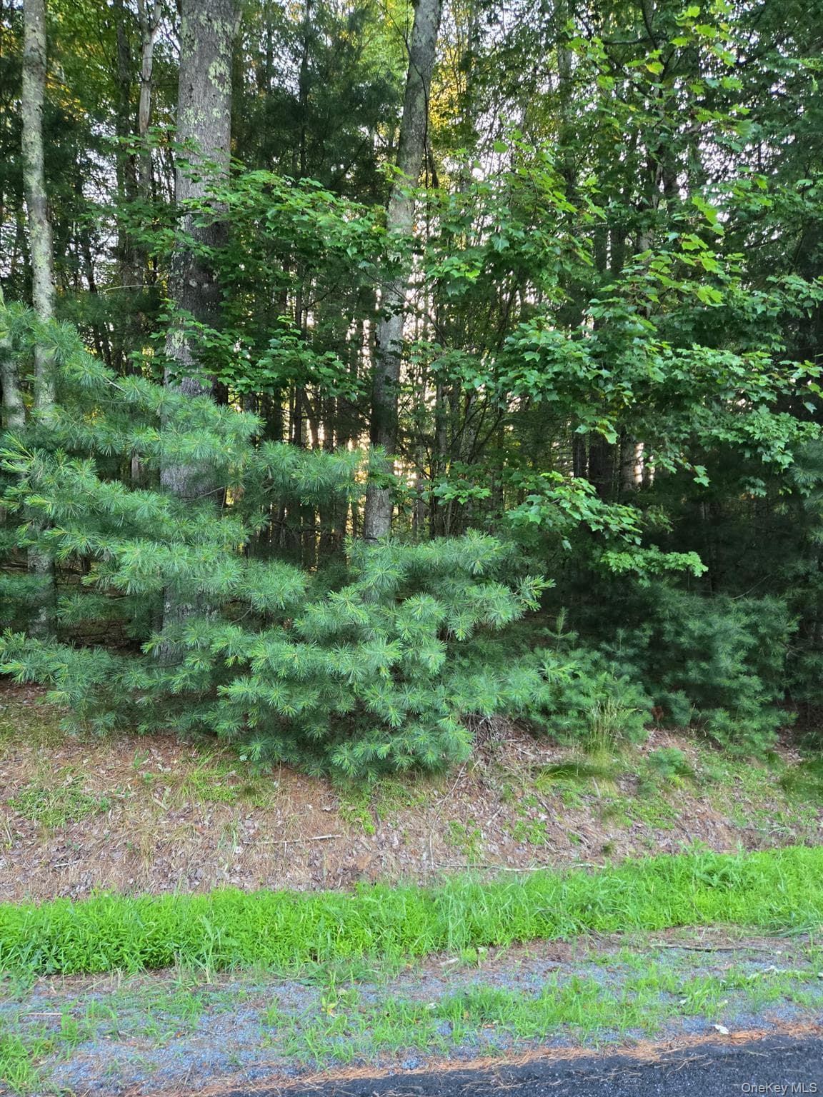 Horseshoe Lake Road photo 1