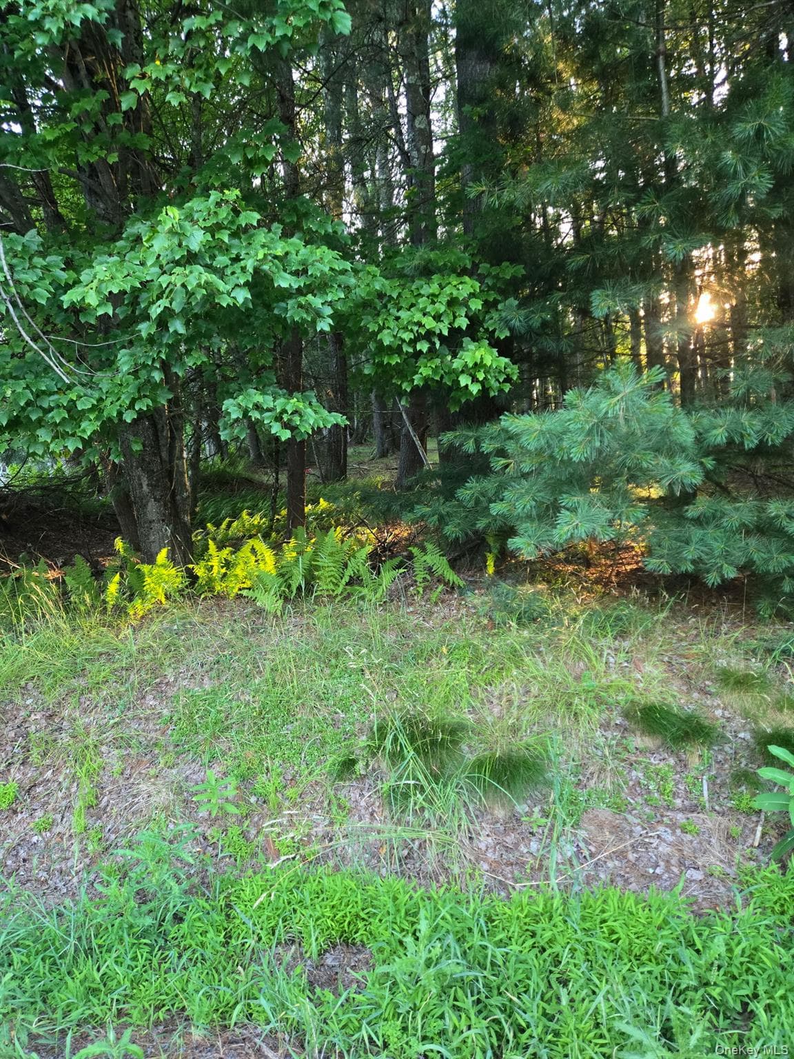 Horseshoe Lake Road thumbnail 2