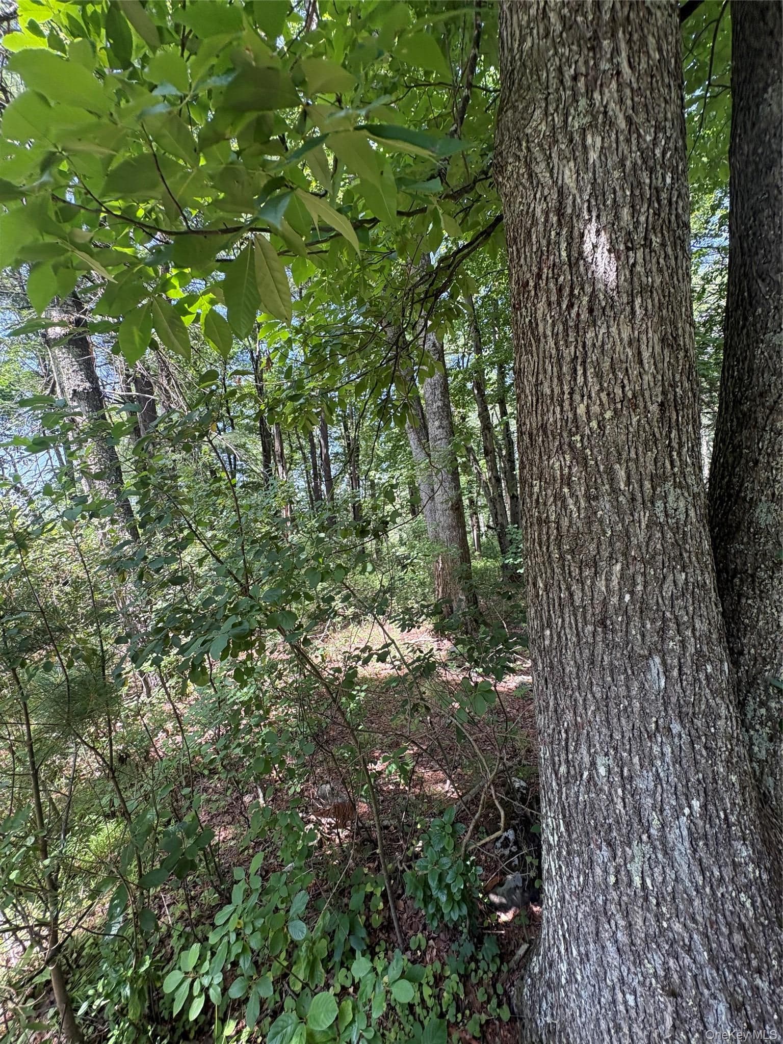 Belair Road thumbnail 6
