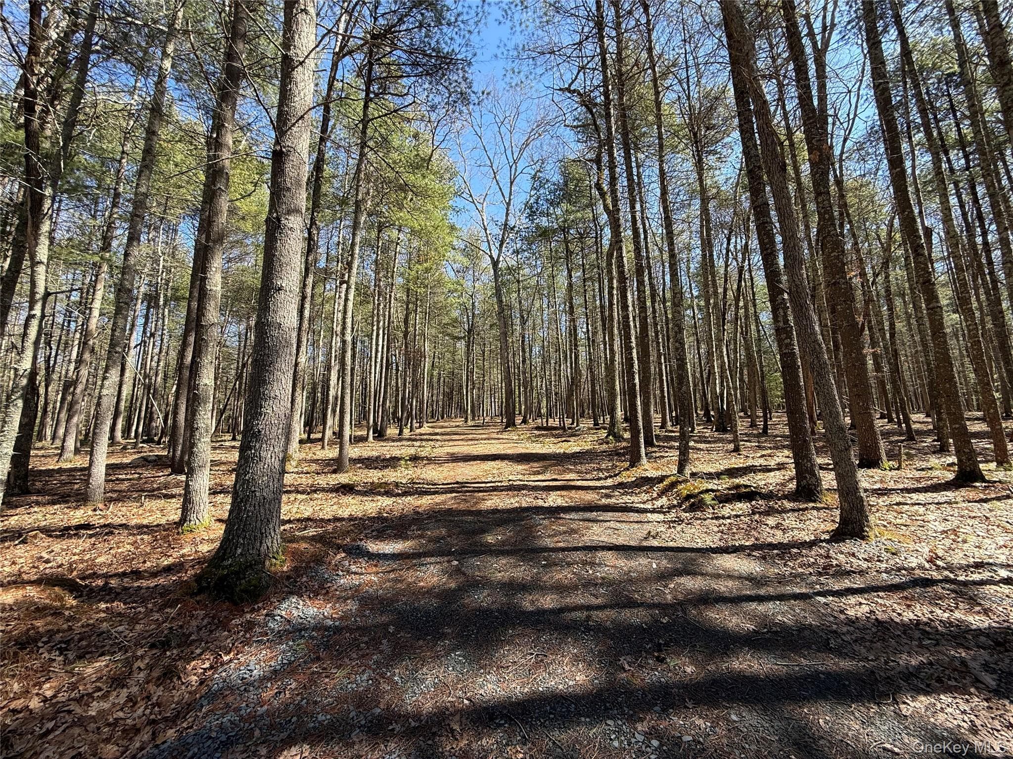 Upper Lumber Road thumbnail 3