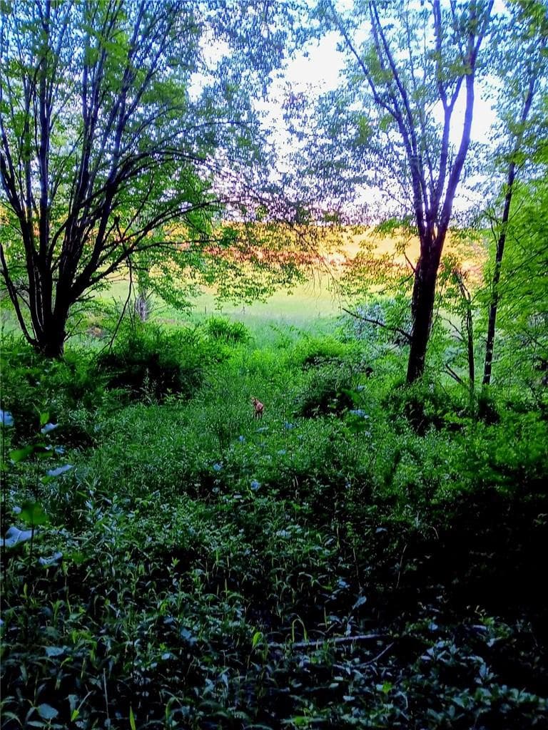 295 Pleasant Valley Road thumbnail 16