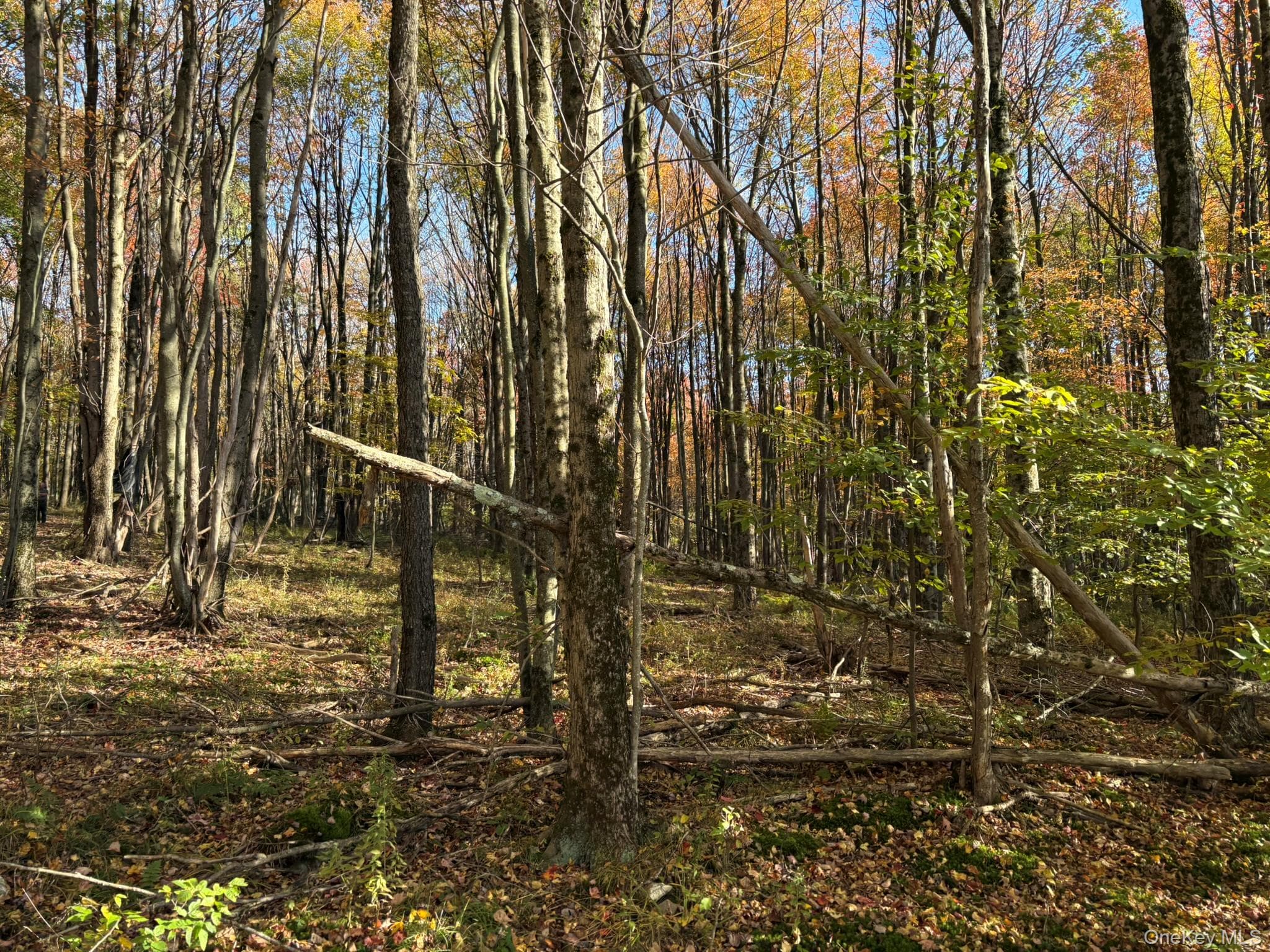 Row Off Chaffee Road thumbnail 19