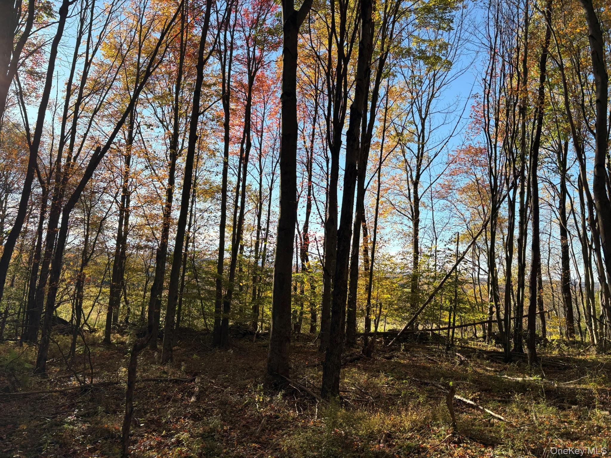 Row Off Chaffee Road thumbnail 13