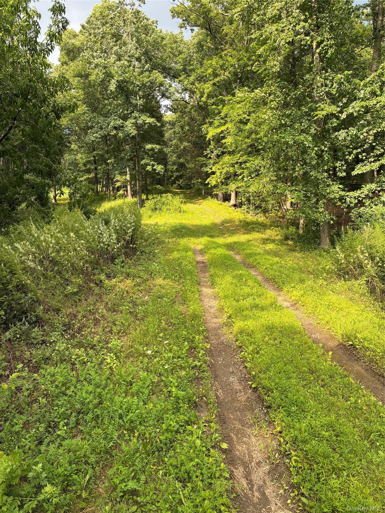 207 Pleasantvale Road thumbnail 5